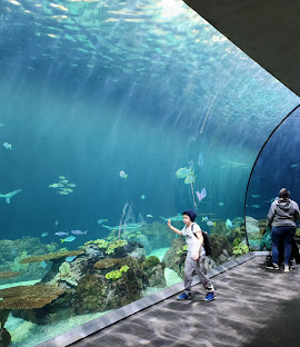 Shedd Aquarium