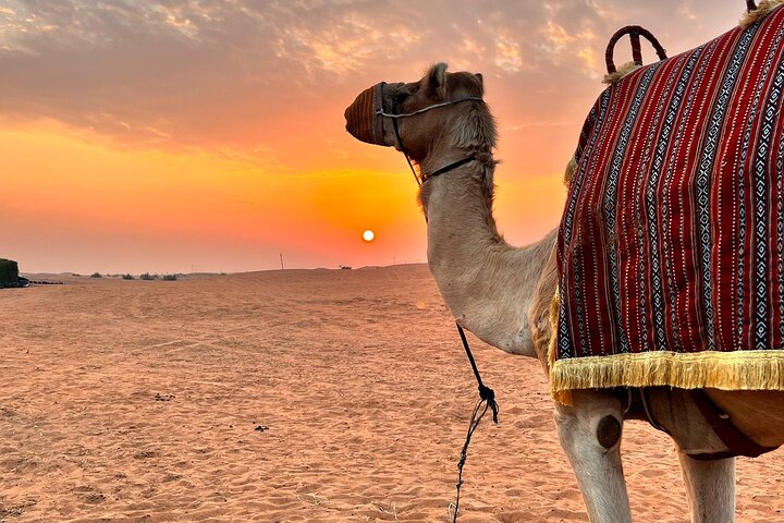 Desert Safari