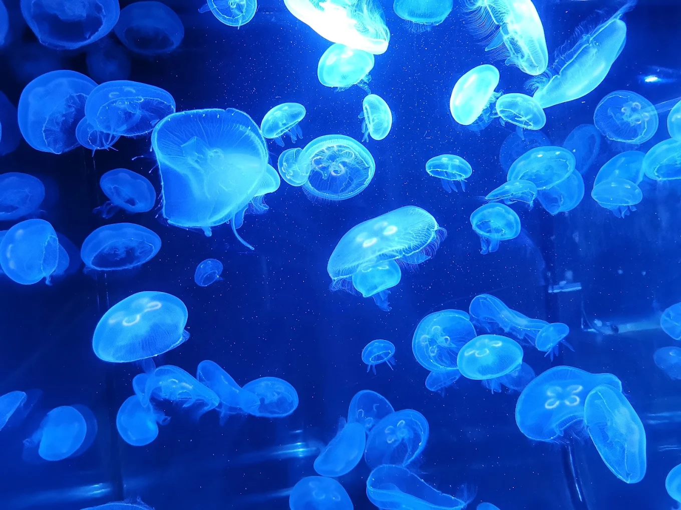 Frost Science Museum