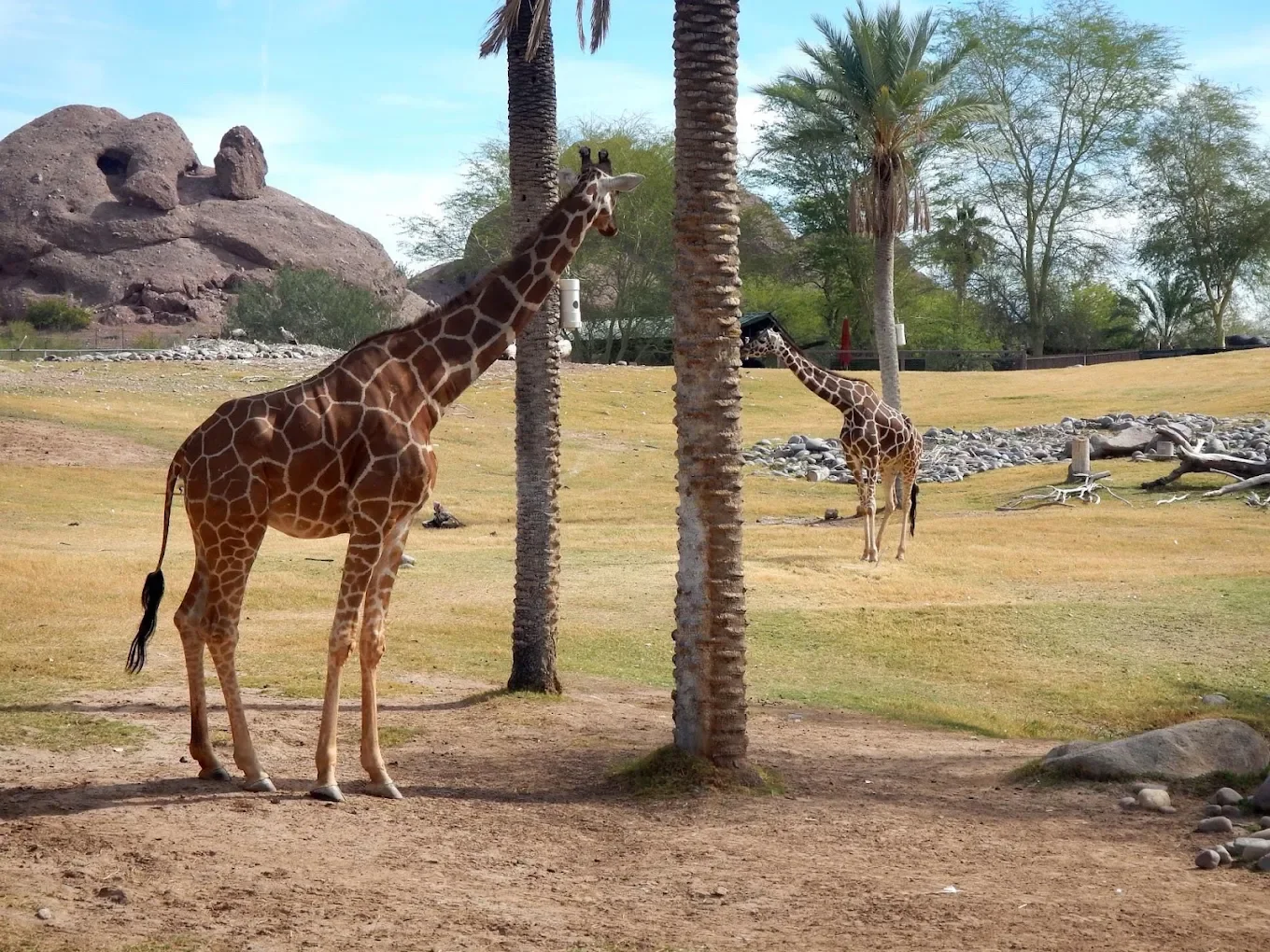 Phoenix Zoo