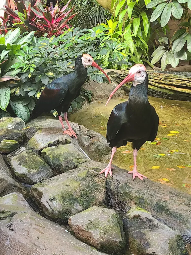National Aviary