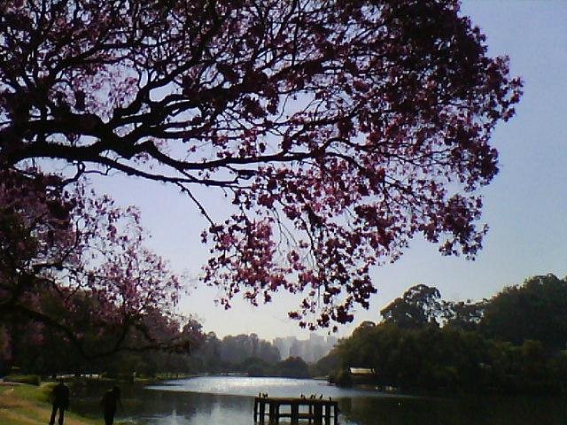 Ibirapuera Park