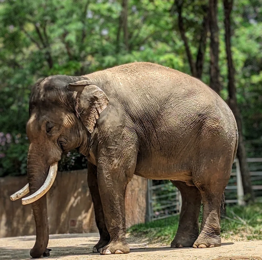 Saint Louis Zoo