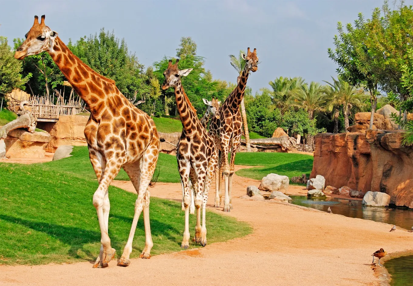 Bioparc València