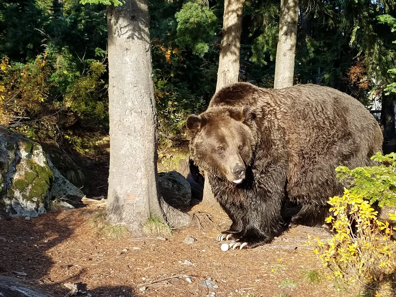 Grouse Mountain