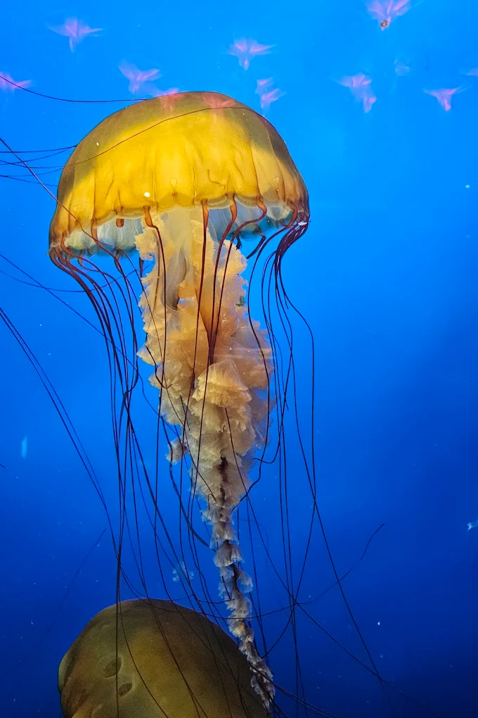 Vancouver Aquarium