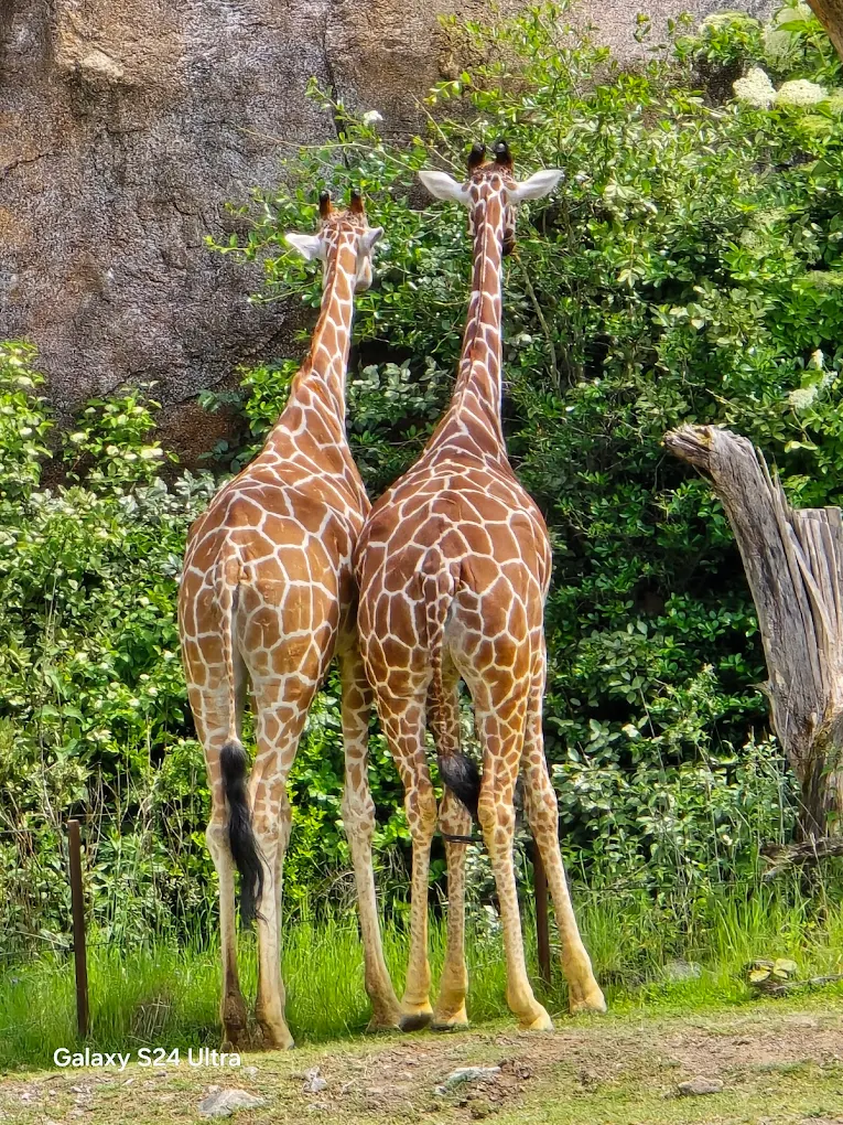 Zurich Zoo