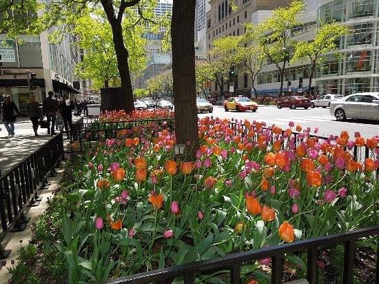 Magnificent Mile
