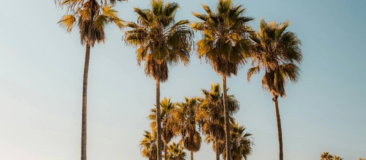 Venice Beach and Boardwalk