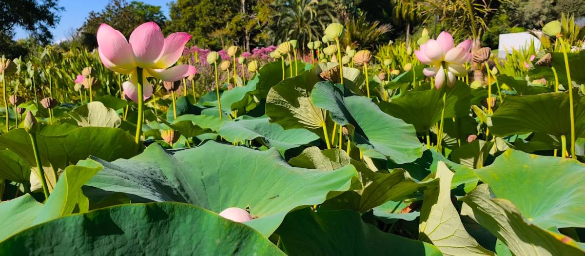 Royal Botanic Gardens Victoria