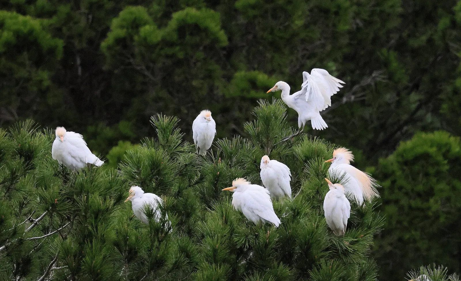 Simar Nature Reserve (Is-Simar)