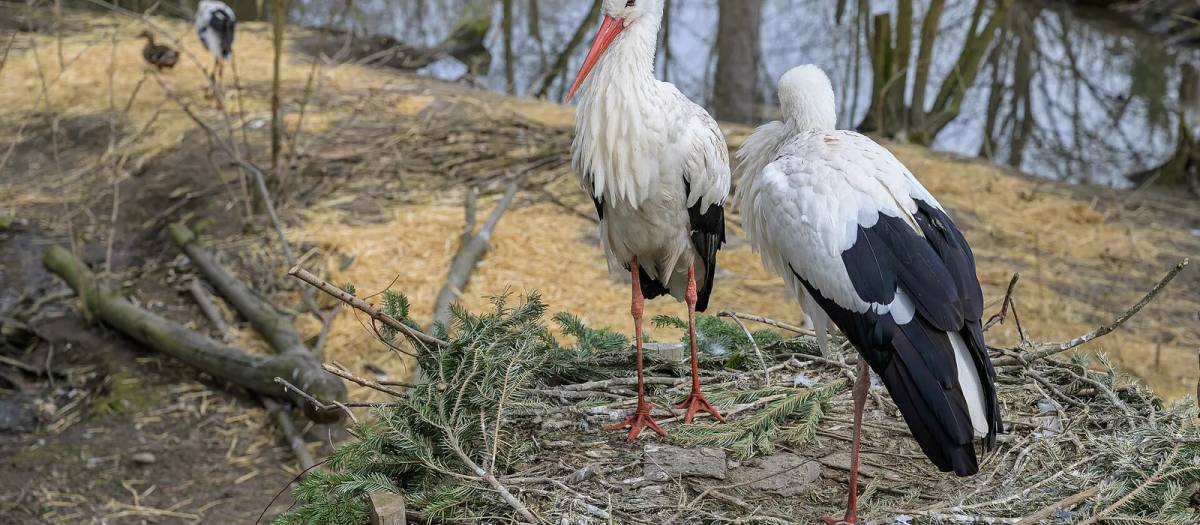 Wels Zoo and People's Park (Tiergarten and Volksgarten)
